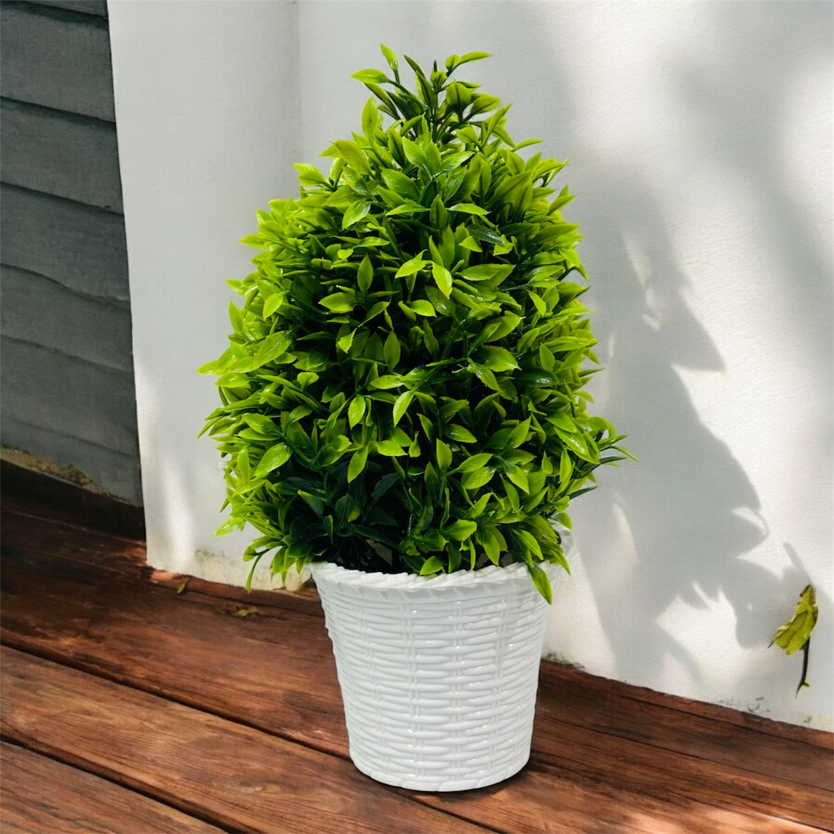 Cardio Connection Plant for Home